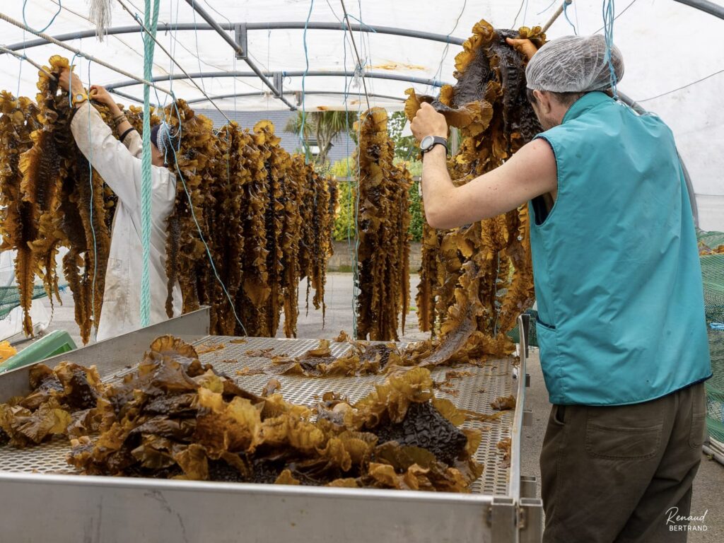 Séchage des laminaires à basse température dans la serre Algo'manne